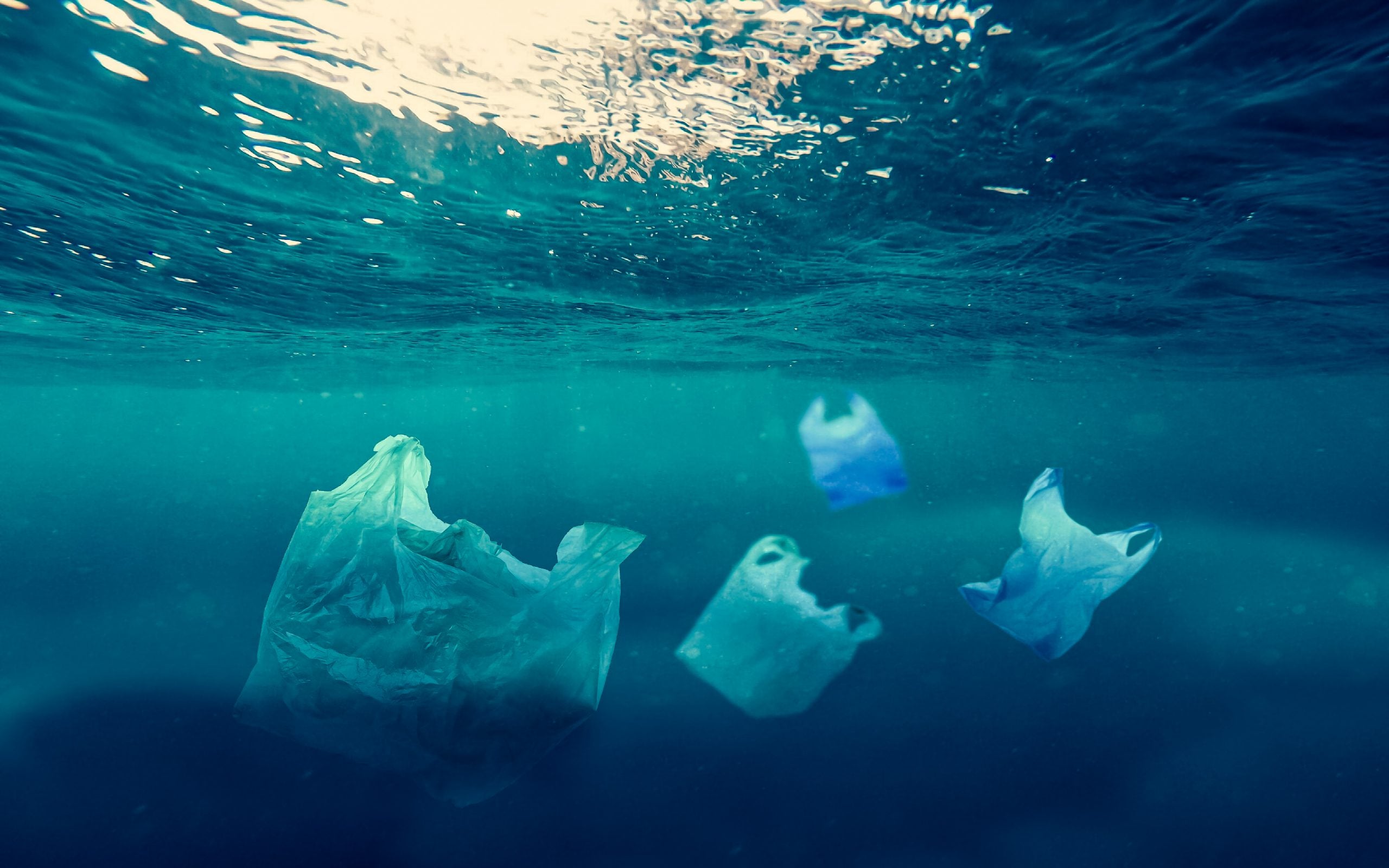 Celebrating World Ocean Day