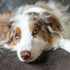 Why Pet-Friendly Eco Cleaning is a Must for Your Home