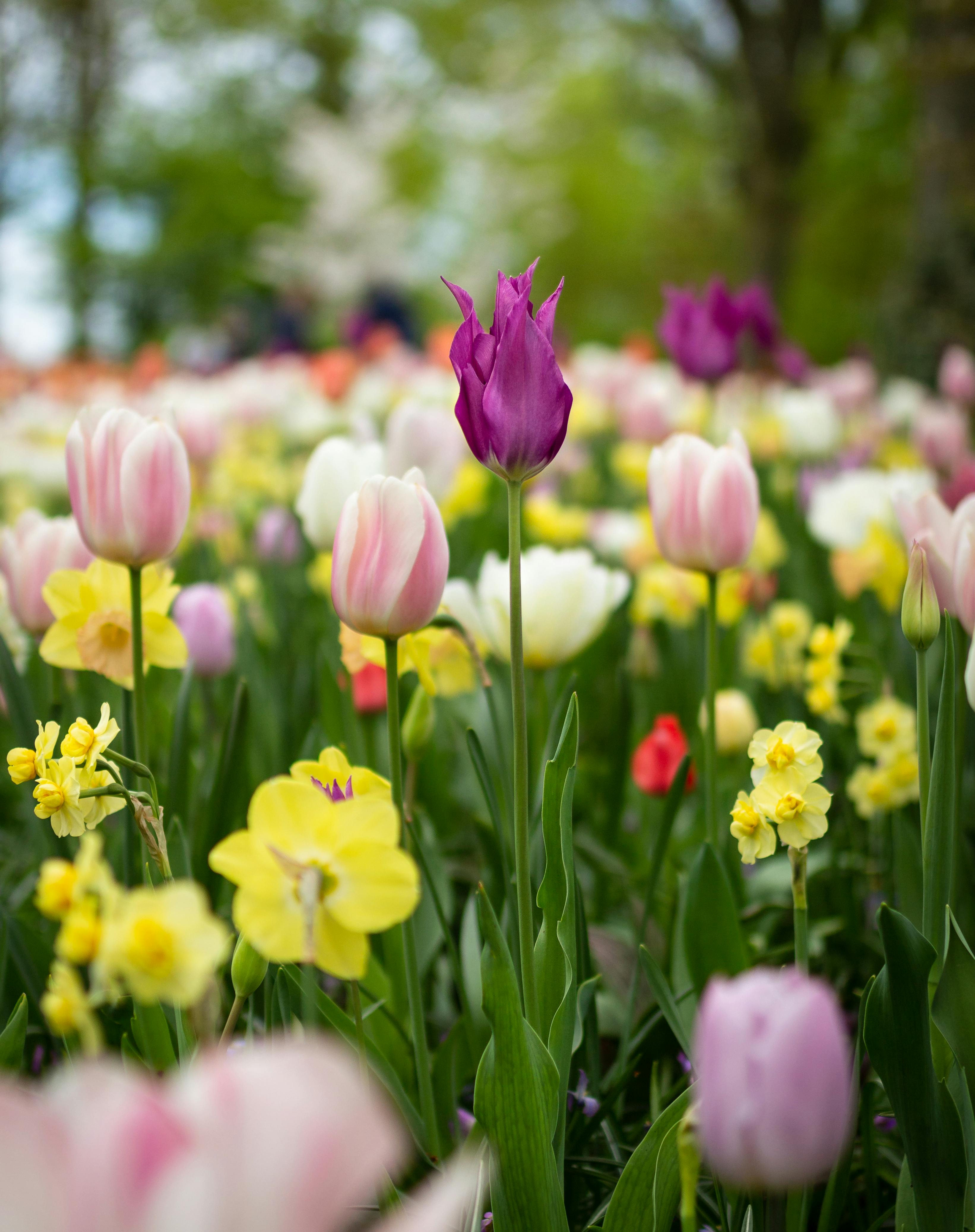 Spring into Green Cleaning: 10 Tips for a Refreshingly Neat & Eco-Friendly Home